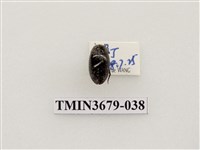 藏品(龍蝨、牙蟲)的圖片